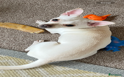 Chihuahua dogs for sale: Female chihuahua in Hull - Image 2