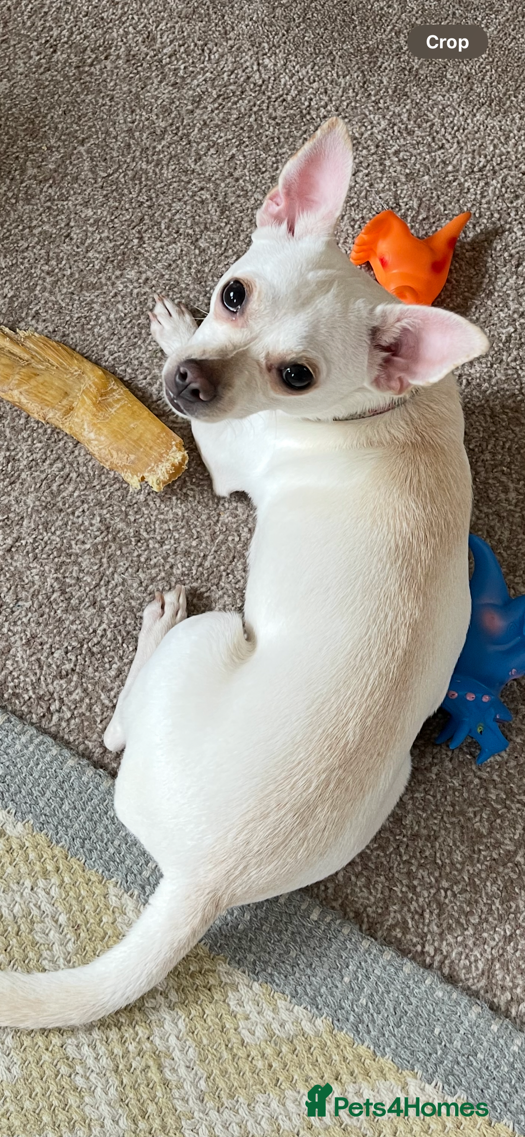 Chihuahua dogs for sale: Female chihuahua in Hull - Image 2