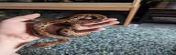 Boa Snake reptiles for sale: Stunning dumerils boa (rare toliara) + full set up in Gateshead - Advert 4