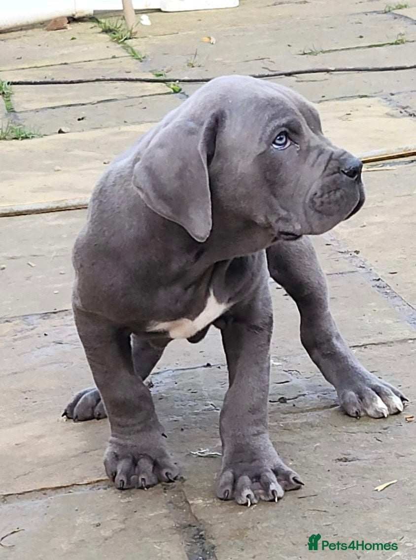 Cane Corso dogs Champion Blood Line Cane Corso Puppies - Advert 18