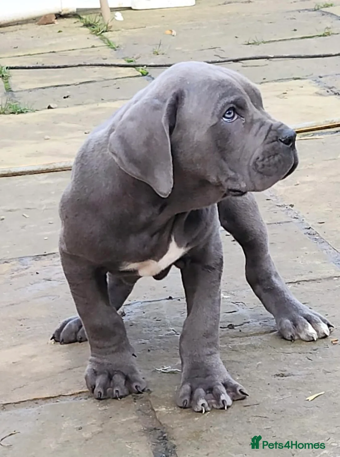 Cane Corso dogs for sale: Champion Blood Line Cane Corso Puppies - Advert 1