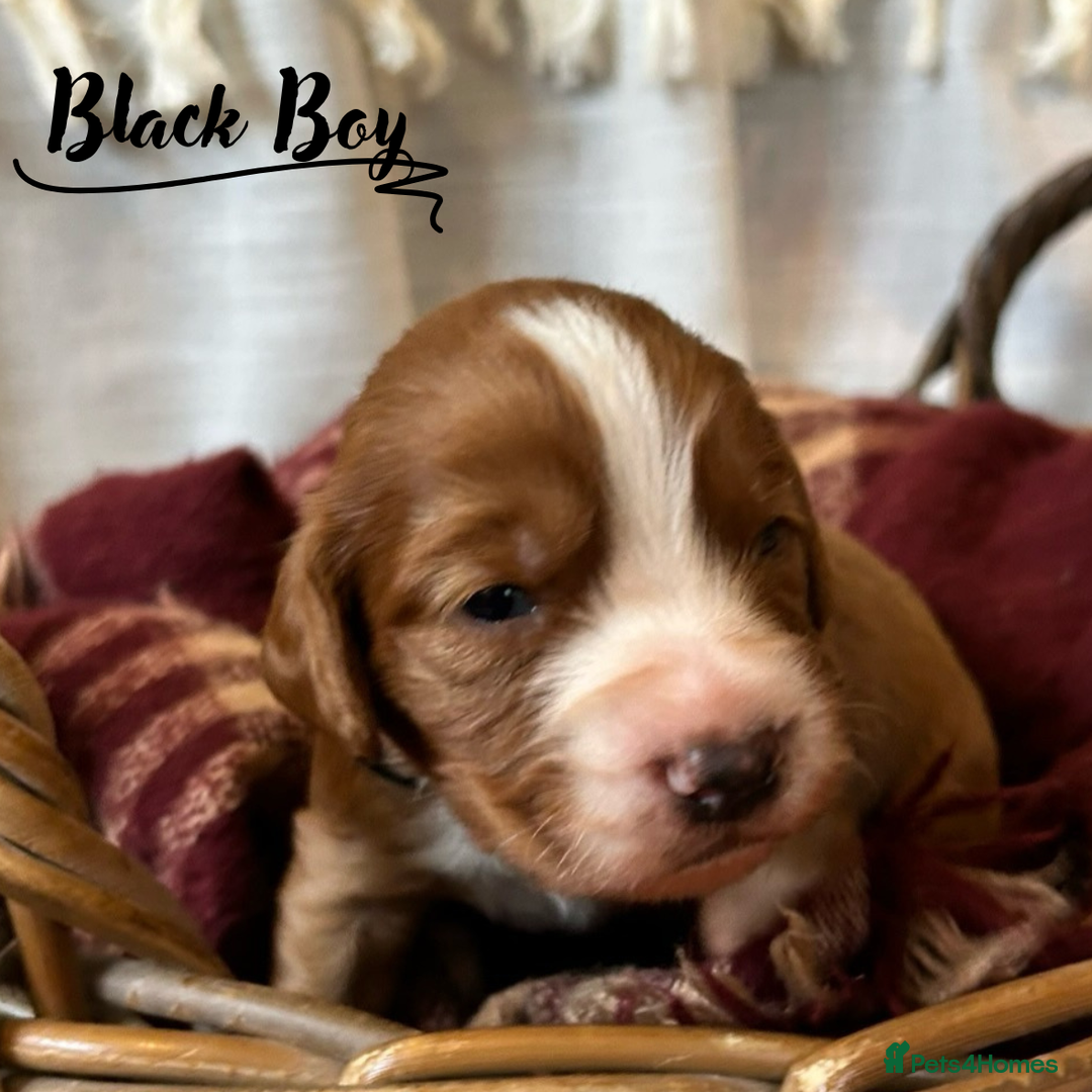 Cocker Spaniel dogs for sale: Stunning Red Working Cocker Spaniel Pups - Image 6