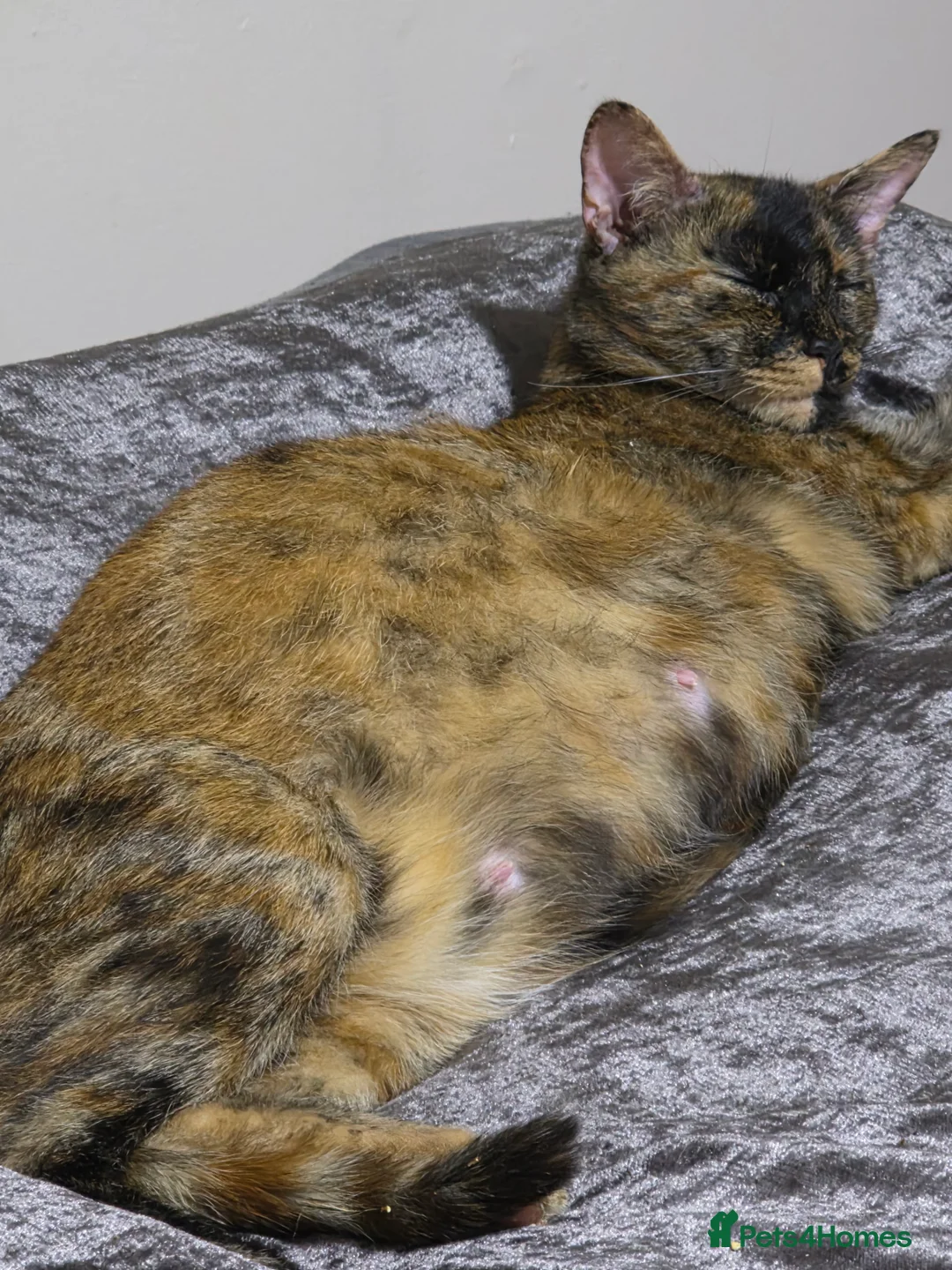 Mixed Breed cats for sale: 6 half maincoons - Advert 1