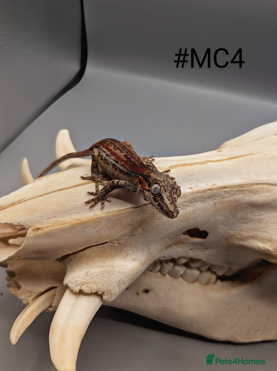 Gecko reptiles for sale: Red & Orange Stripe Gargoyle Gecko CB24  - Image 4