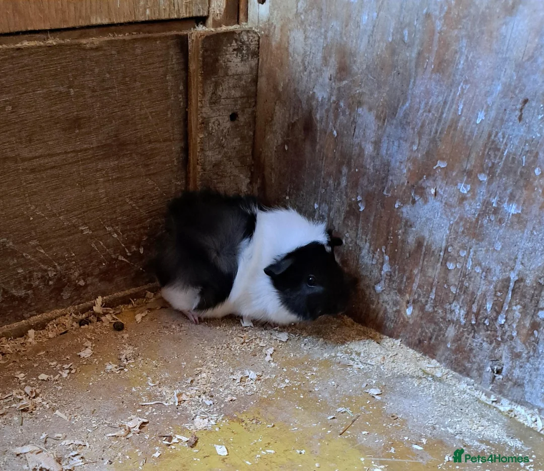 Guinea Pig rodents for sale: Gorgeous baby guinea pigs  - Advert 7