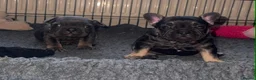 French Bulldog dogs for sale: Stunning French bulldogs  - Advert 34
