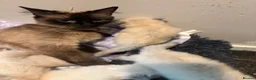 Ragdoll cats for sale: Ragdoll seal point/bluepoint - Advert 1