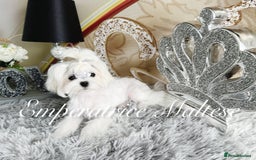 Maltese dogs for sale: Tiny KC Reg. Korean Line Maltese- by Emperatrice - Image 19