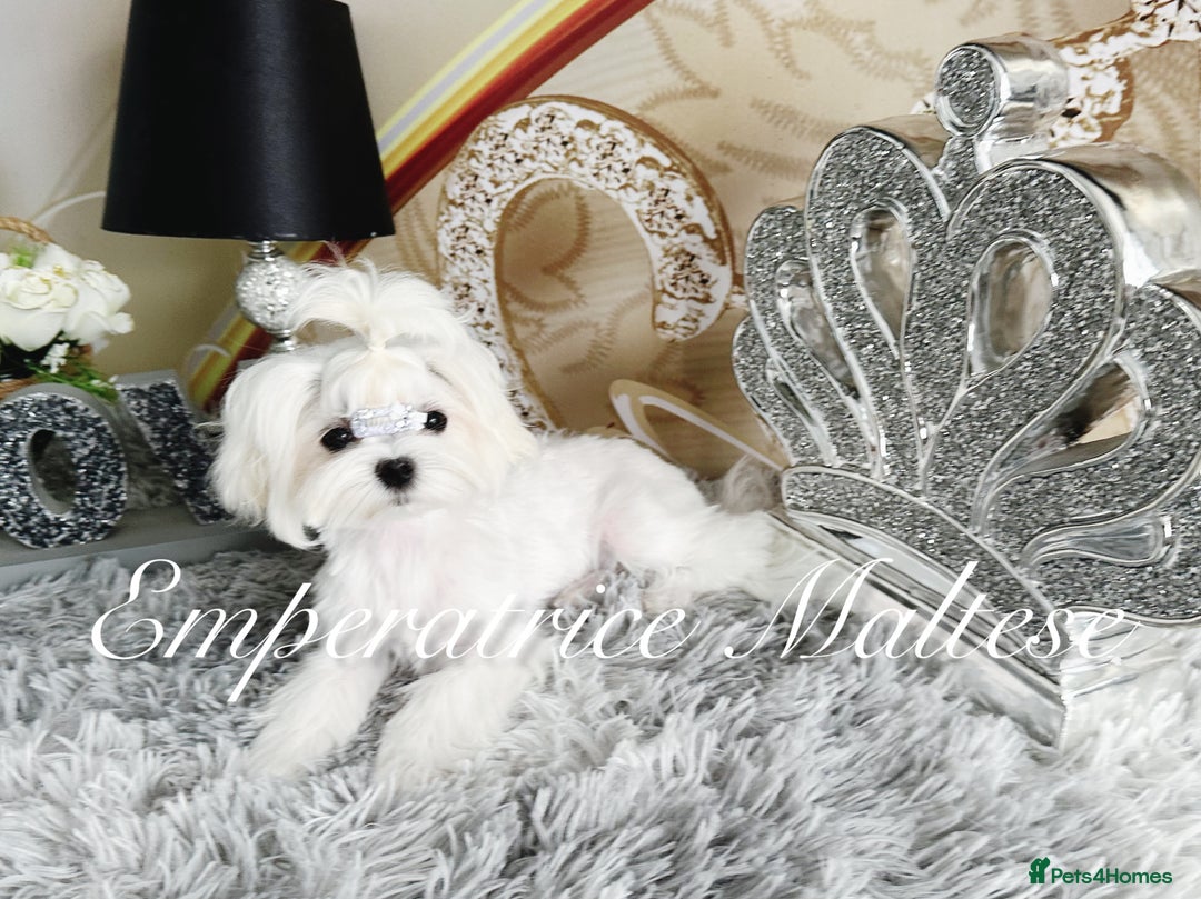 Maltese dogs for sale: Tiny KC Reg. Korean Line Maltese- by Emperatrice - Image 19