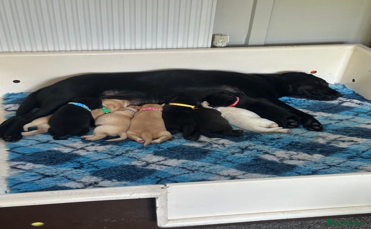Labrador Retriever dogs - Advert 6