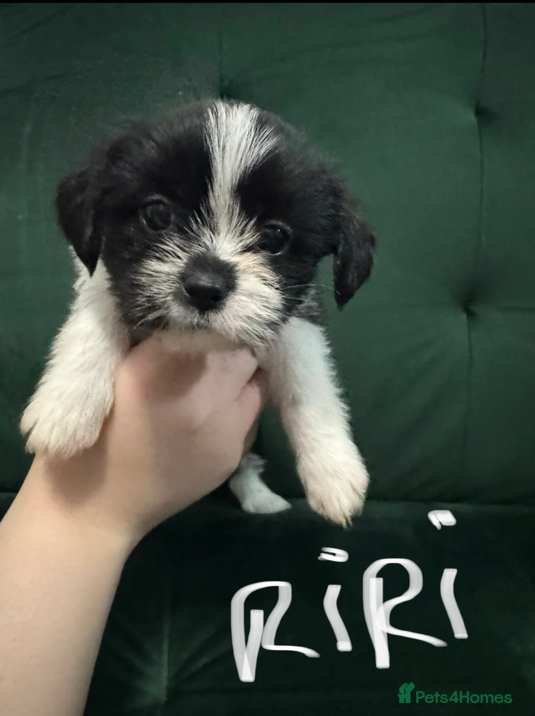 Shih Tzu dogs for sale: Beautiful Shih Tzu puppies  - Advert 17