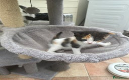 Mixed Breed cats for sale: Ragdoll cross - Image 14