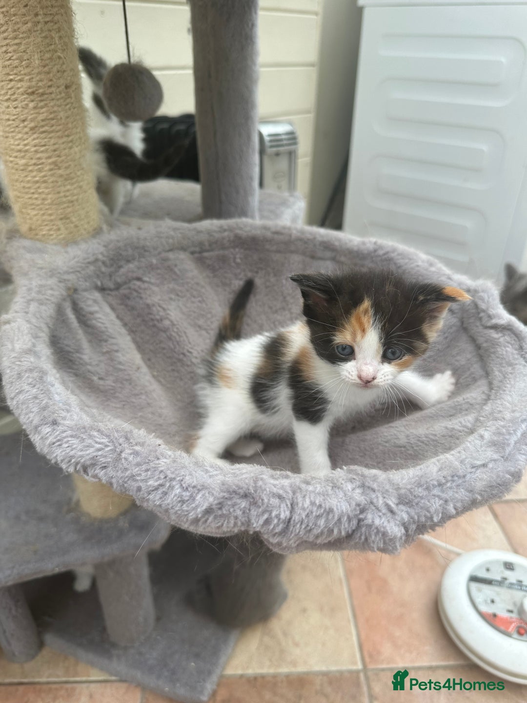 Mixed Breed cats for sale: Ragdoll cross - Image 14