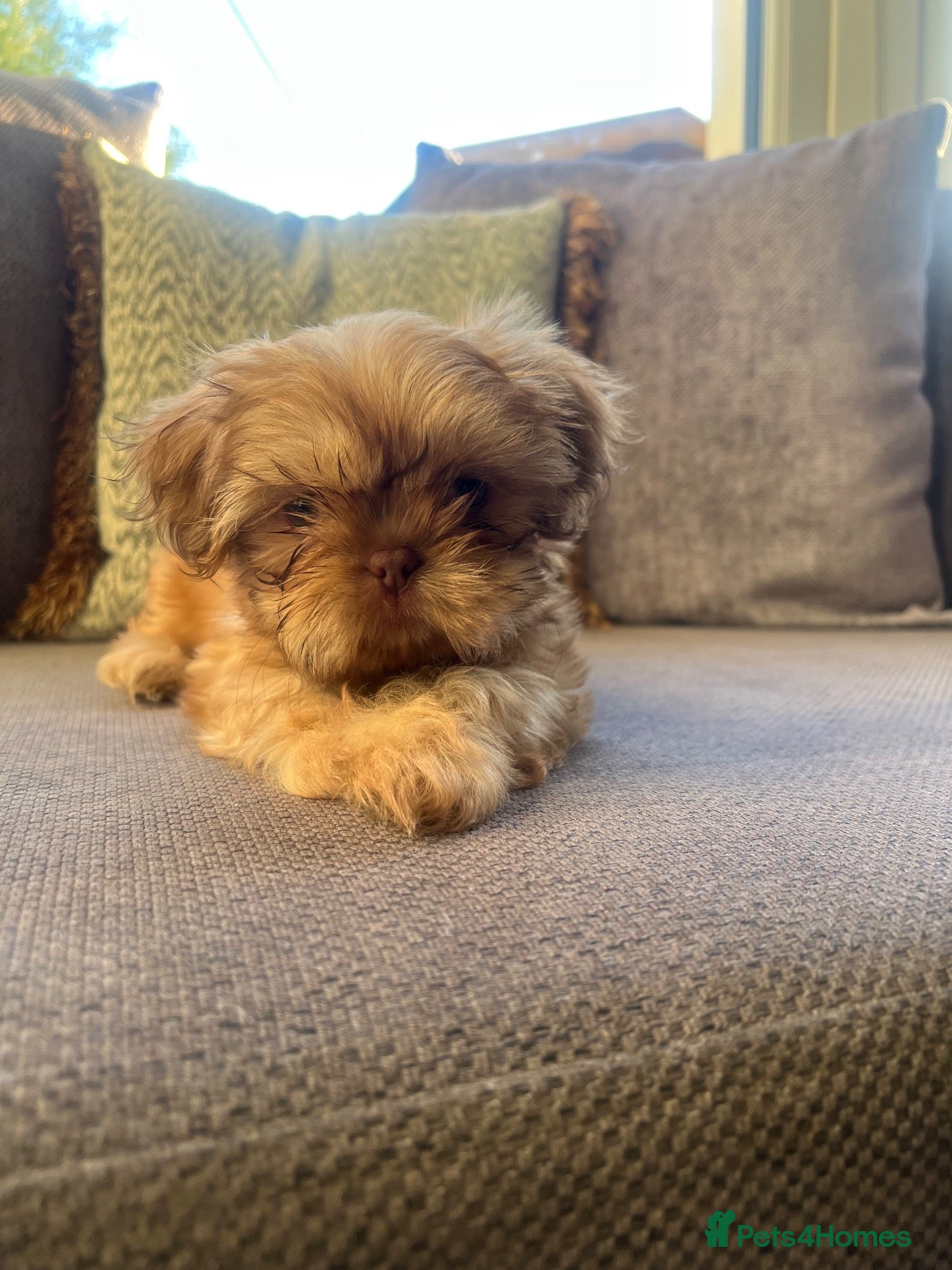 Shih Tzu dogs Imperial Shih Tzus  - Advert 1