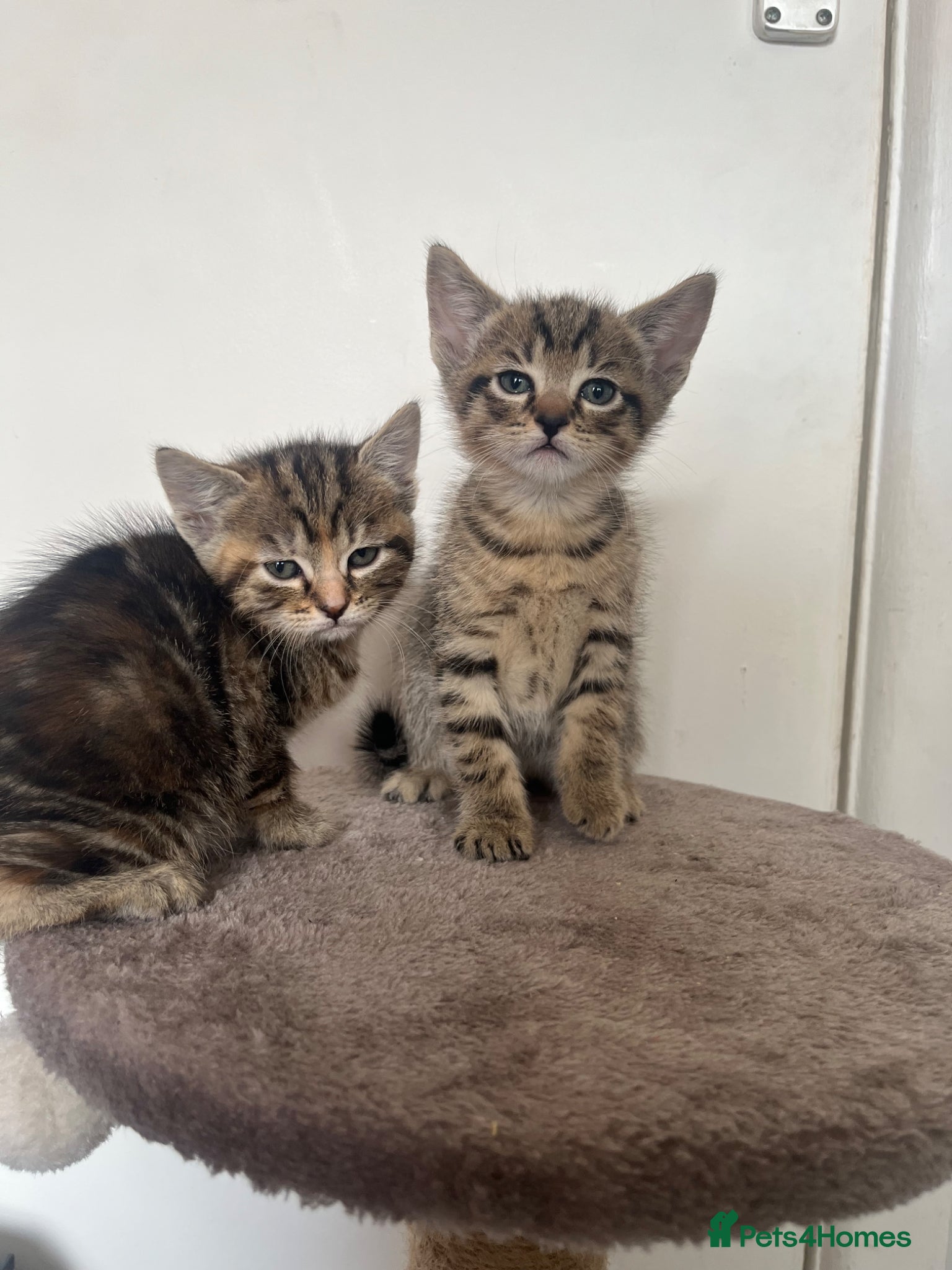 Mixed Breed cats RAGDOLL X KITTENS 💕💙 - Advert 9