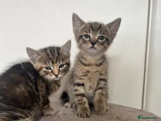 Mixed Breed cats RAGDOLL X KITTENS 💕💙 - Advert 9