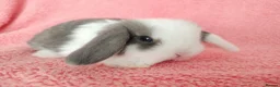 Mini Lop rabbits for sale: Baby mini lops for sale  - Advert 7
