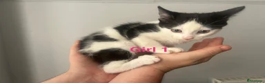 Domestic Shorthair 3