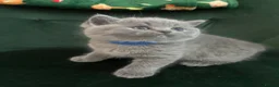 British Shorthair cats for sale: Lovely british shorthair kittens ready for home - Advert 13