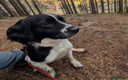 Sprocker dogs for sale: 5 sprocker puppies for sale - Image 18