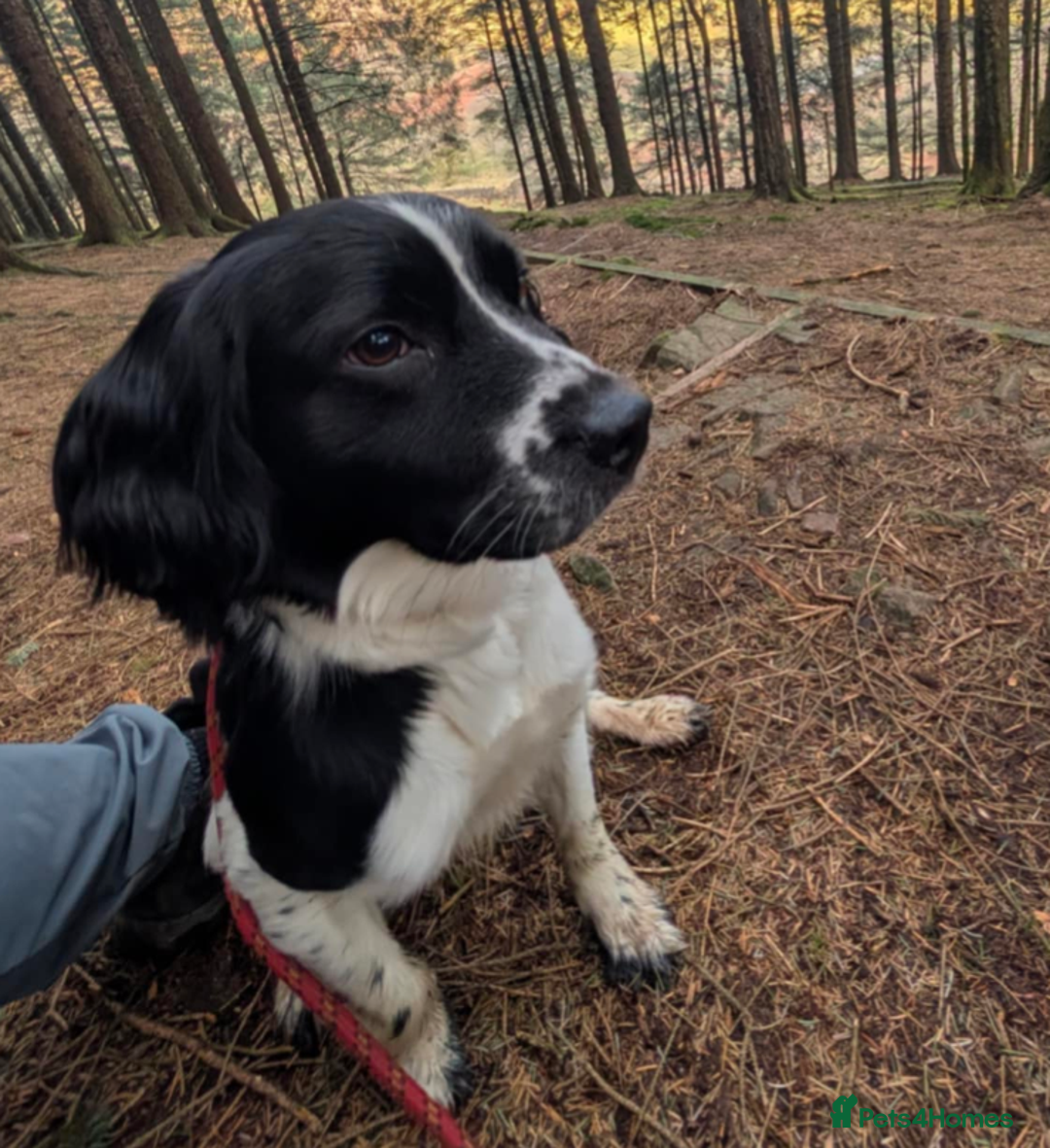 Sprocker dogs for sale: 5 sprocker puppies for sale - Image 18
