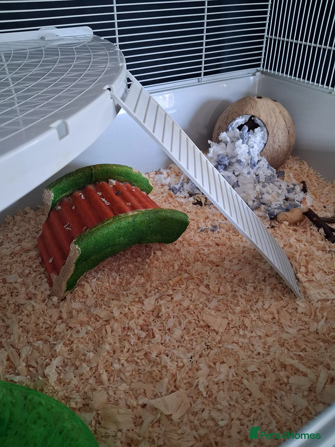 Hamster rodents for sale: Titch. Syrian Hamster. Cage, food and bedding too. - Advert 7