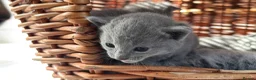Russian Blue cats for sale: Beautiful Russian Blue Kittens – Ready Now in Amersham - Advert 16