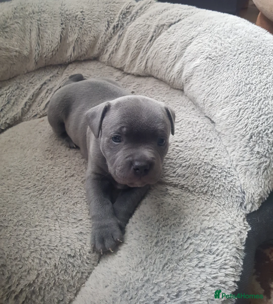 Staffordshire Bull Terrier dogs for sale: Blue Staffordshire Bull Terrier Puppy for Sale   - Advert 8