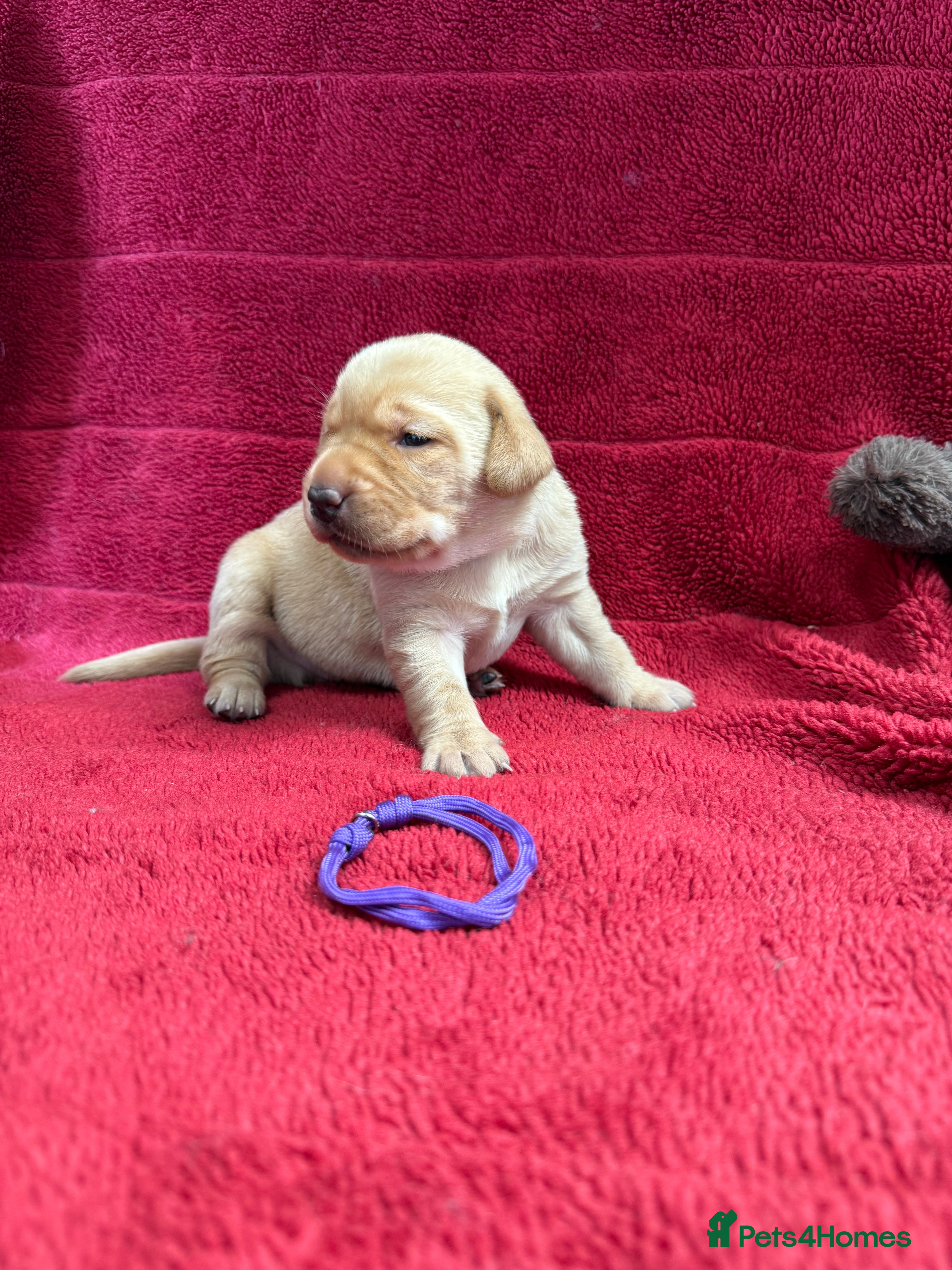 Labrador Retriever dogs 🐾7 Stunning Labrador Puppy’s 👀 🏡 🐾 - Advert 2