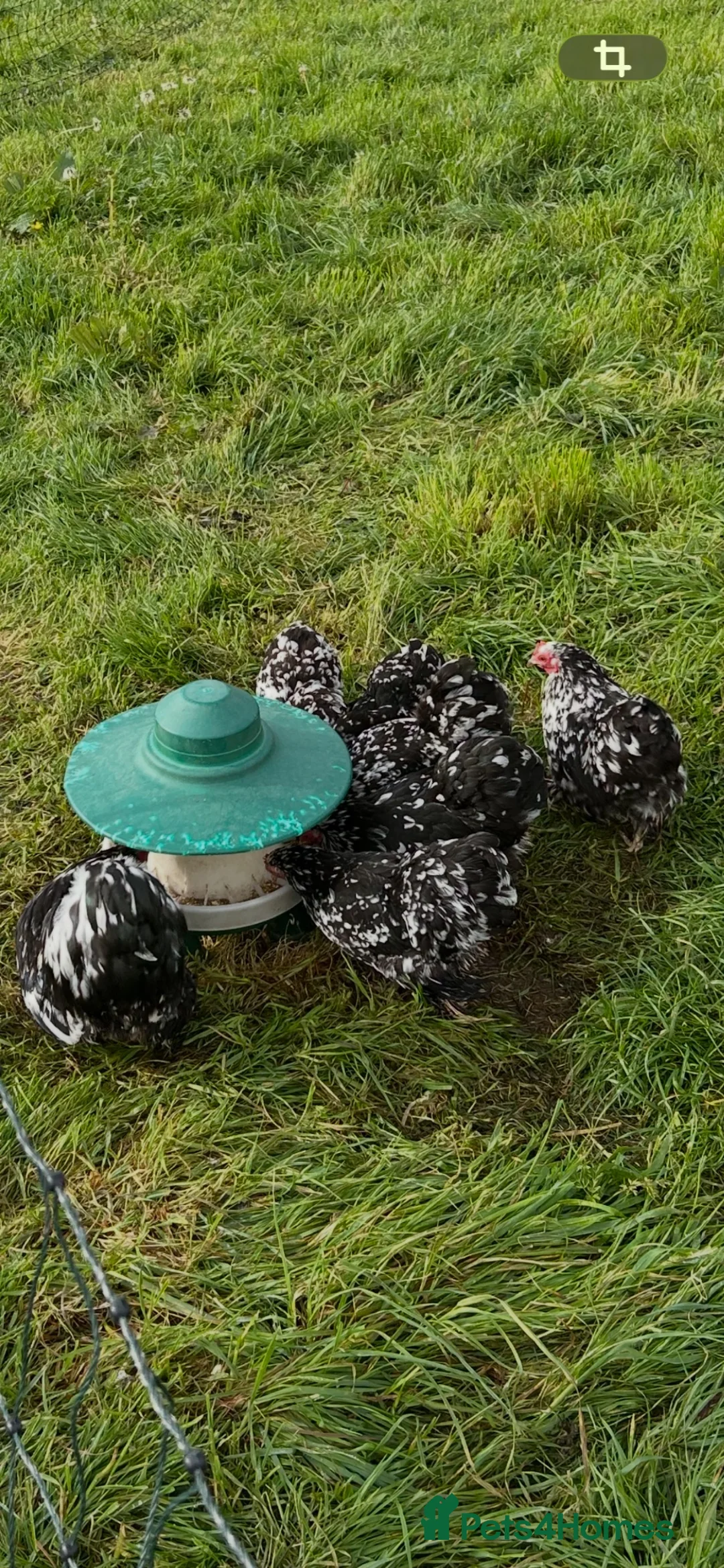 Chickens poultry for sale: PEKIN HEN & 12 CHICKS  - Advert 2