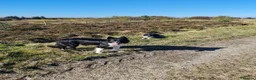 Border Collie dogs for sale: 18 month old Border Collie bitch in Lochgilphead - Advert 5