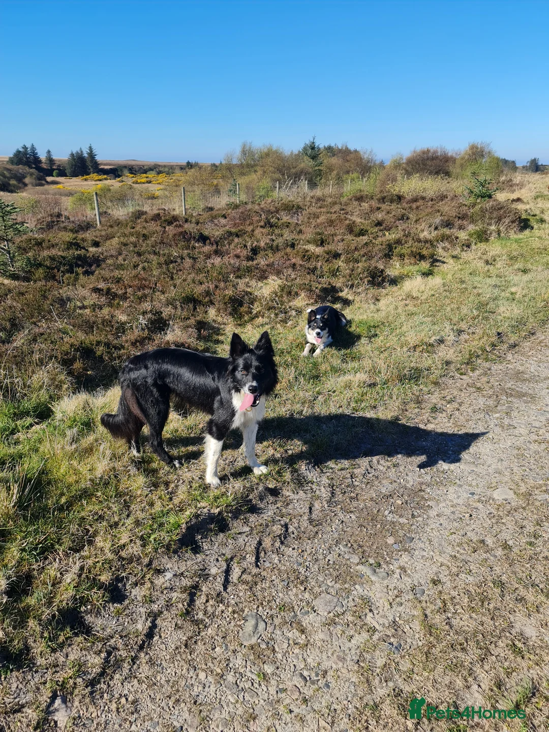 Border Collie dogs for sale: 18 month old Border Collie bitch in Lochgilphead - Advert 5