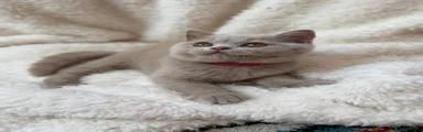 British Shorthair pink collar