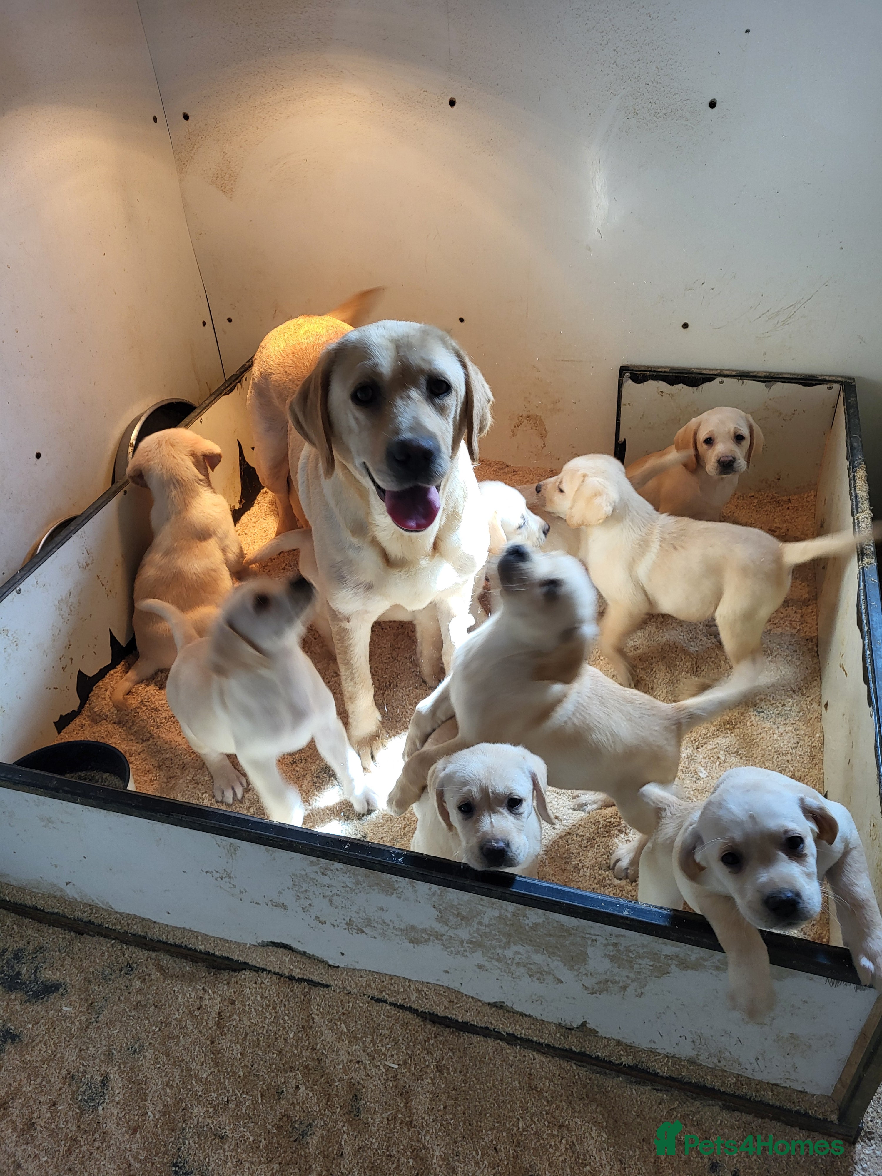 Labrador Retriever dogs Labrador puppies  - Advert 2