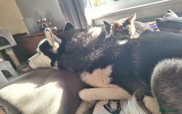 Siberian Husky dogs for stud: Siberian Husky for Stud in Glasgow - Image 18
