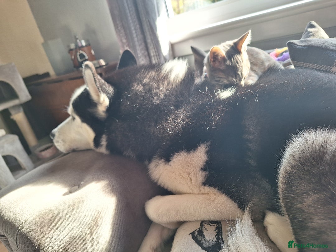 Siberian Husky dogs for stud: Siberian Husky for Stud in Glasgow - Image 18