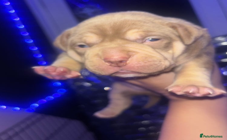 American Bully dogs - Advert 1