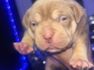 American Bully dogs - Advert 6