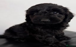 Cockapoo dogs for sale: Adorable Cockapoos - Advert 5