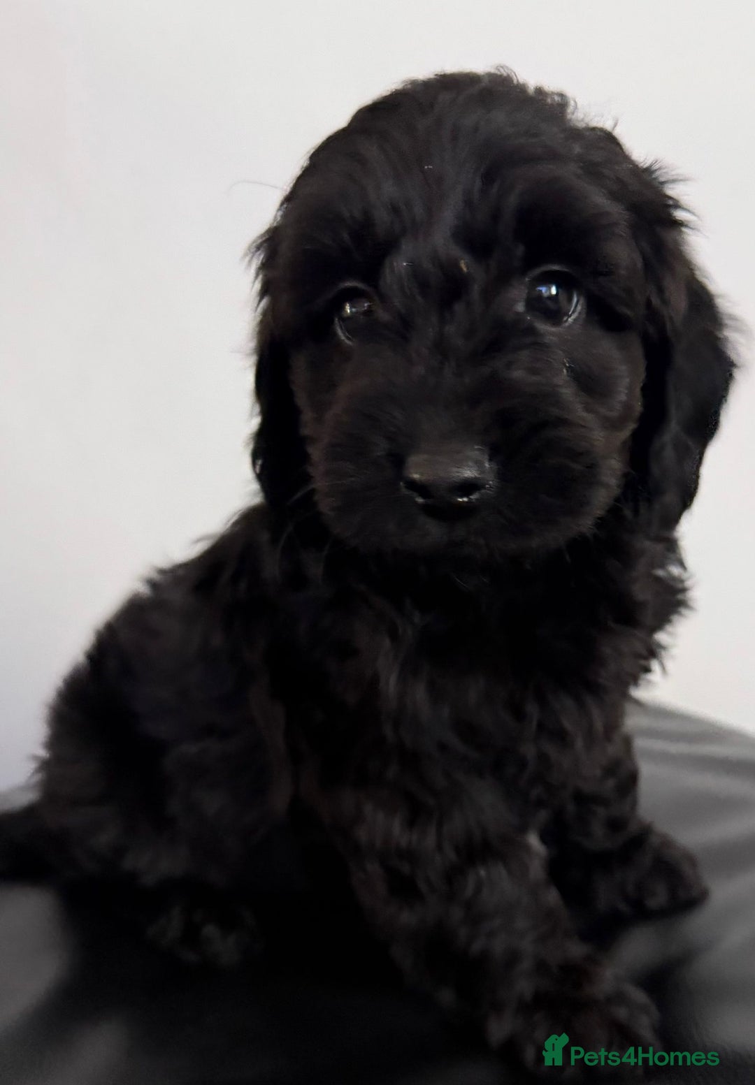 Cockapoo dogs for sale: Adorable Cockapoos - Advert 5