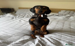 Miniature Dachshund dogs for sale: Beautiful miniature dachshund puppies - Image 9