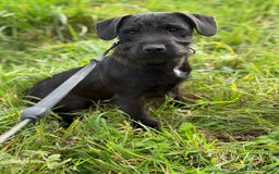 Patterdale Terrier dogs for sale: Male patterdale - Image 2