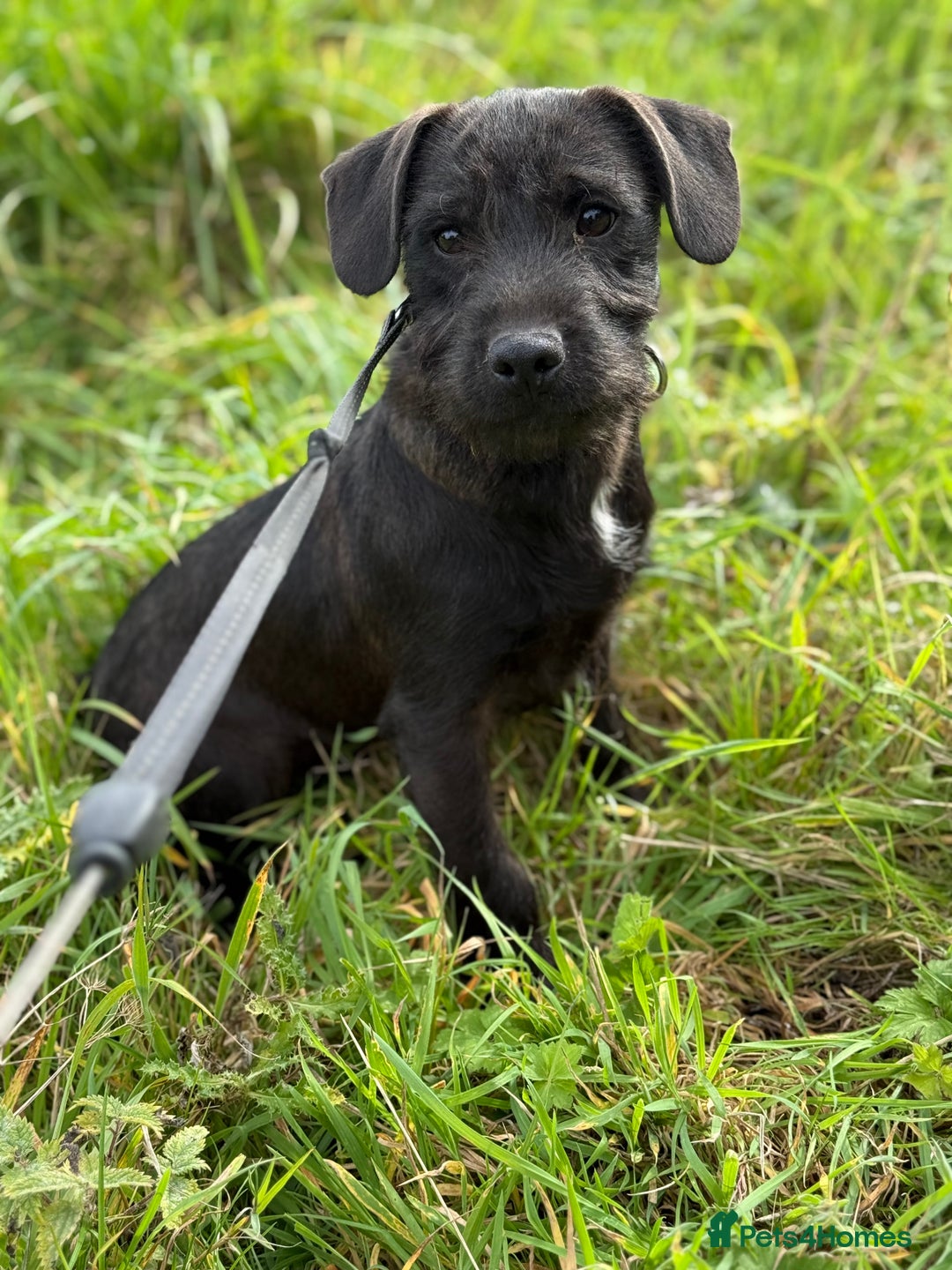 Patterdale Terrier dogs for sale: Male patterdale - Image 2