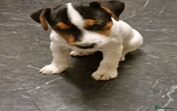 Jack Russell dogs for sale: Stunning true to type jackrussell  - Image 3
