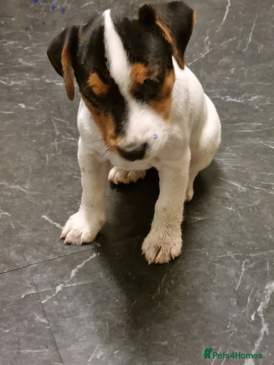 Jack Russell dogs for sale: Stunning true to type jackrussell  - Image 3