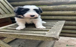 Mixed Breed dogs for sale: Border collie cross/bearded collie puppies  - Image 26