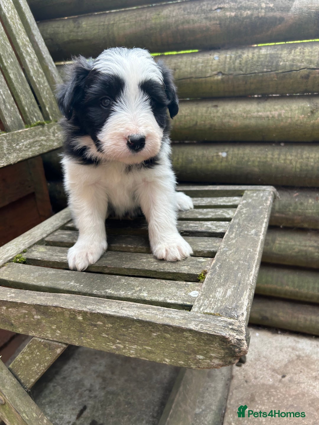 Mixed Breed dogs for sale: Border collie cross/bearded collie puppies  - Image 26