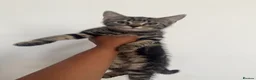 Mixed Breed cats for sale: 3 gorgeous kittens for loving forever homes   - Advert 9