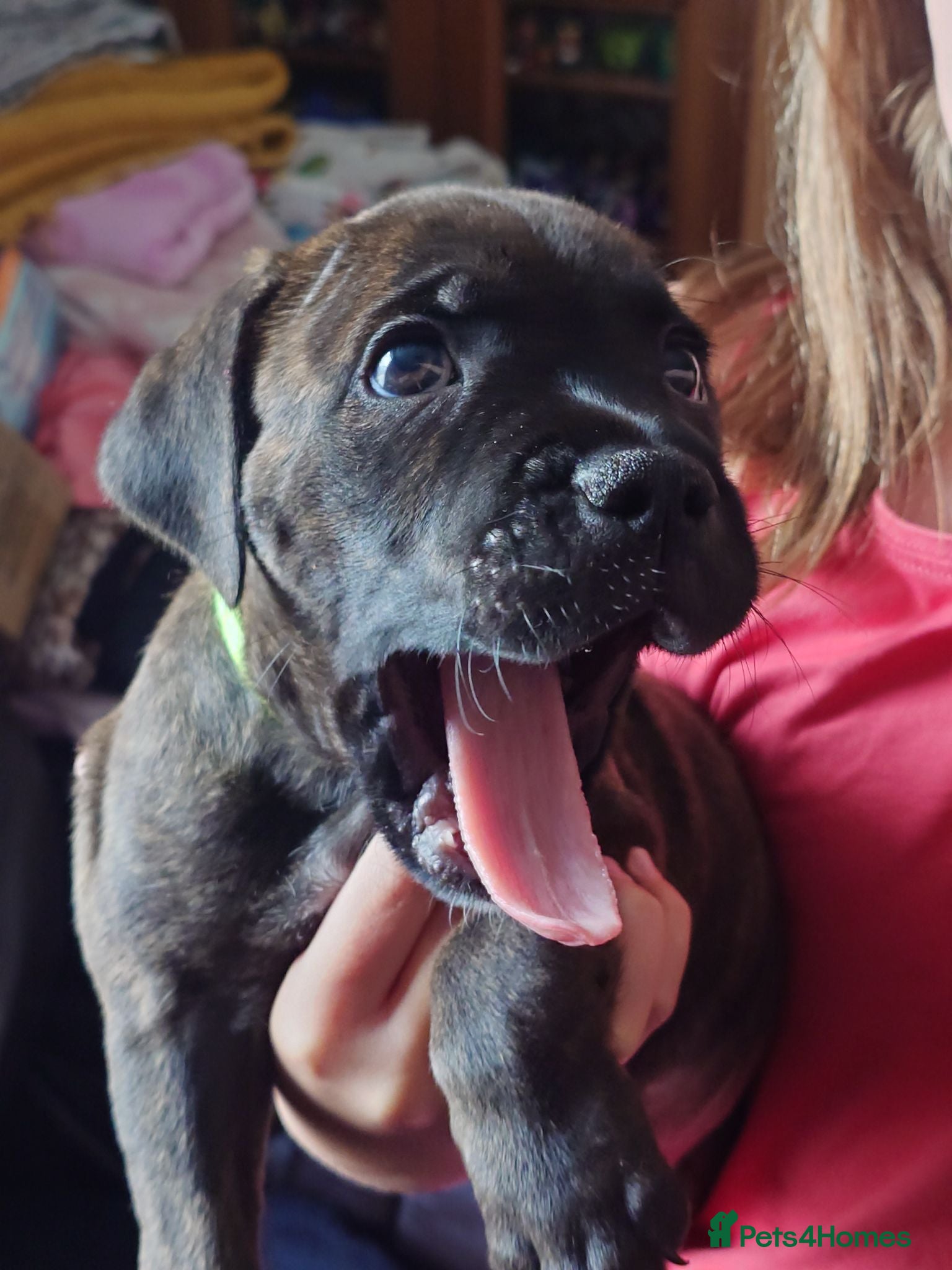 Staffordshire Bull Terrier dogs Exceptional Staffordshire bull Terrier Puppies - Advert 18