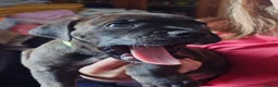 Staffordshire Bull Terrier dogs for sale: Exceptional Staffordshire bull Terrier Puppies - Advert 1